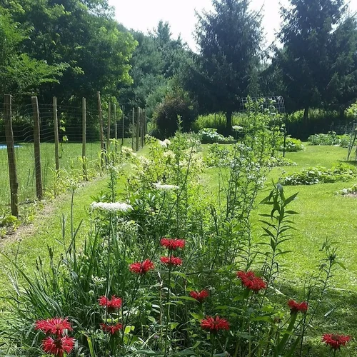 The Easton Mountain garden