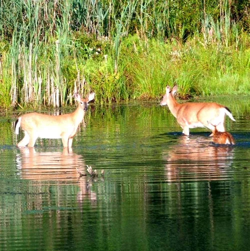 The ponds at Easton Mountain